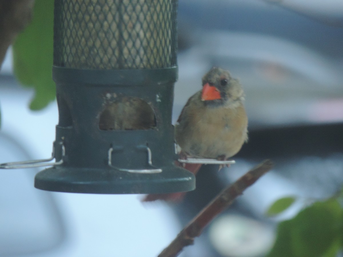 Northern Cardinal - ML642043253