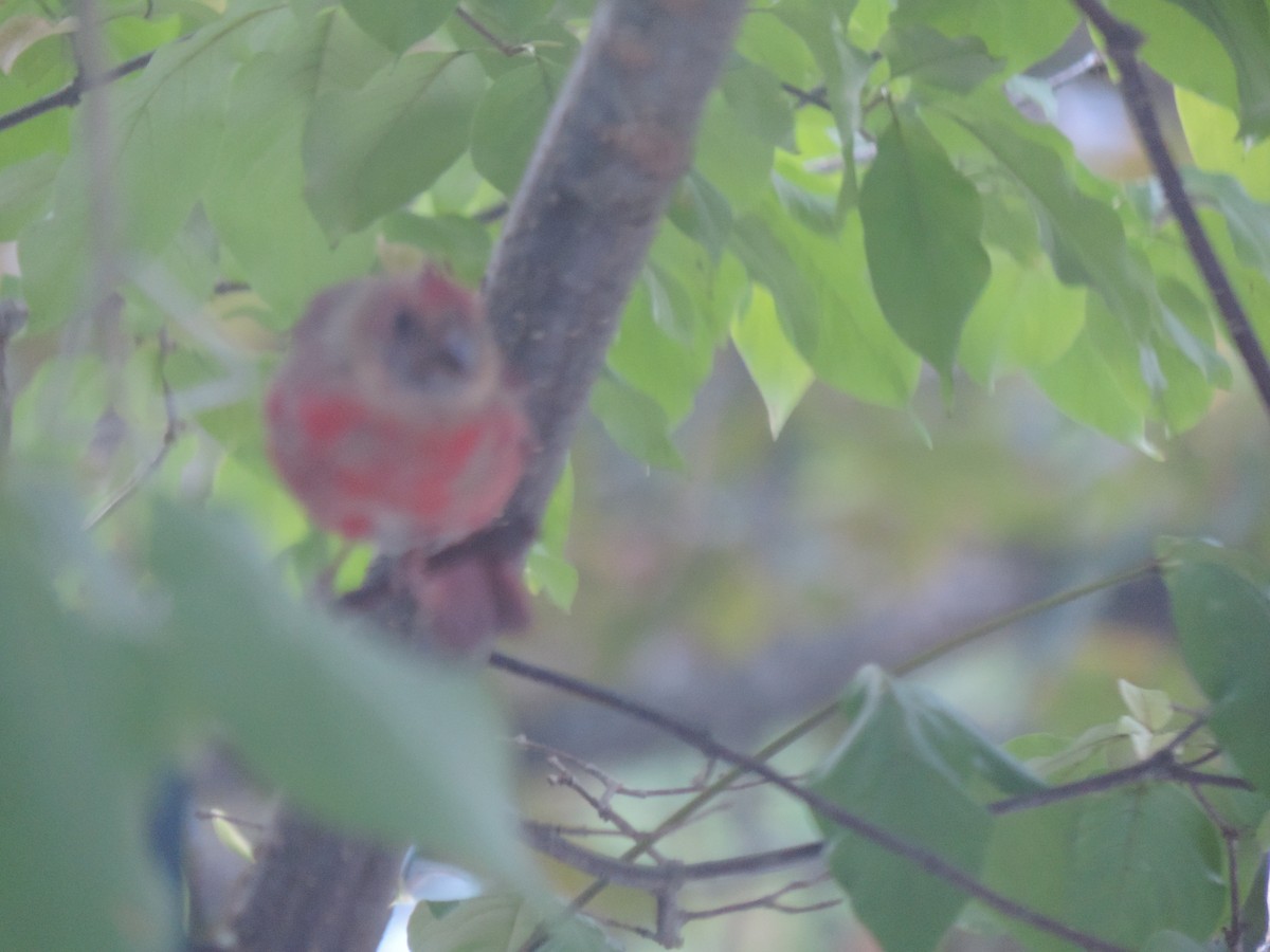Northern Cardinal - ML642043254