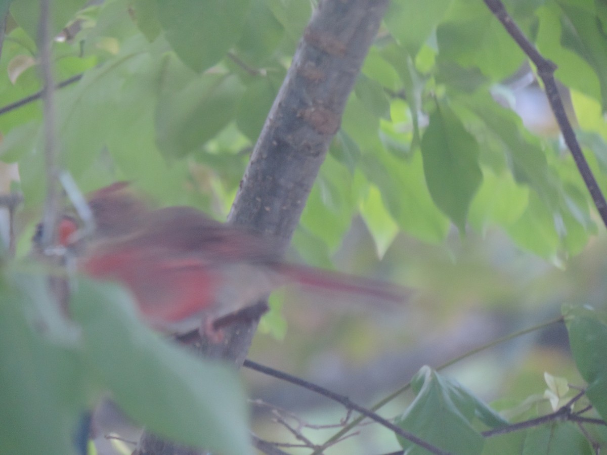 Northern Cardinal - ML642043255