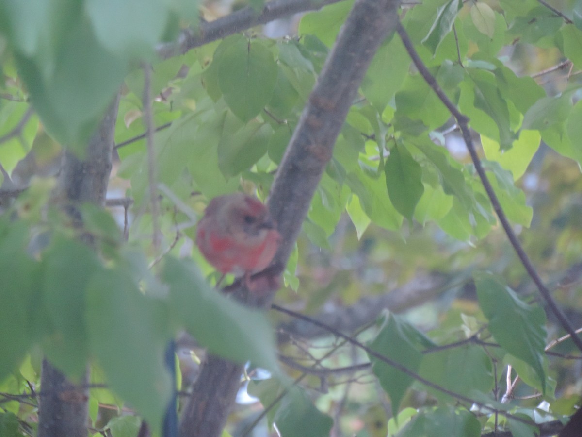 Northern Cardinal - ML642043256
