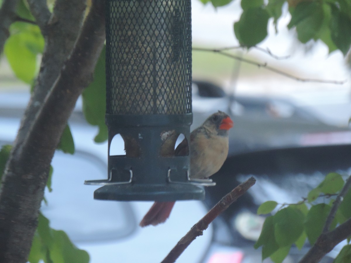 Northern Cardinal - ML642043257