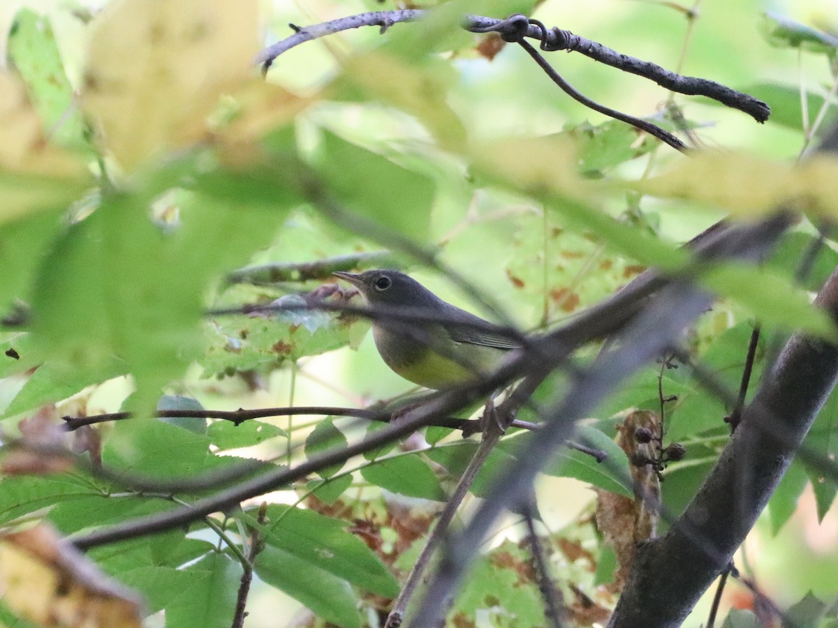 Paruline à gorge grise - ML642043259