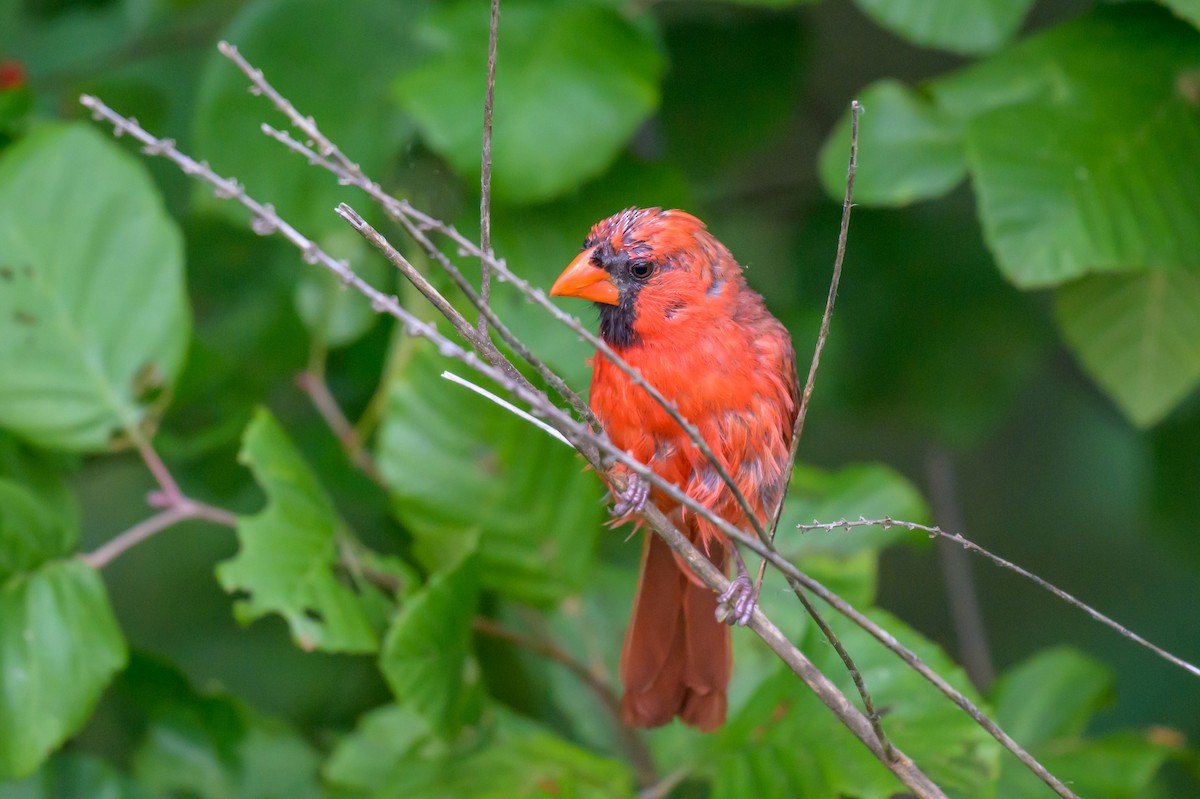 Northern Cardinal - ML642043268