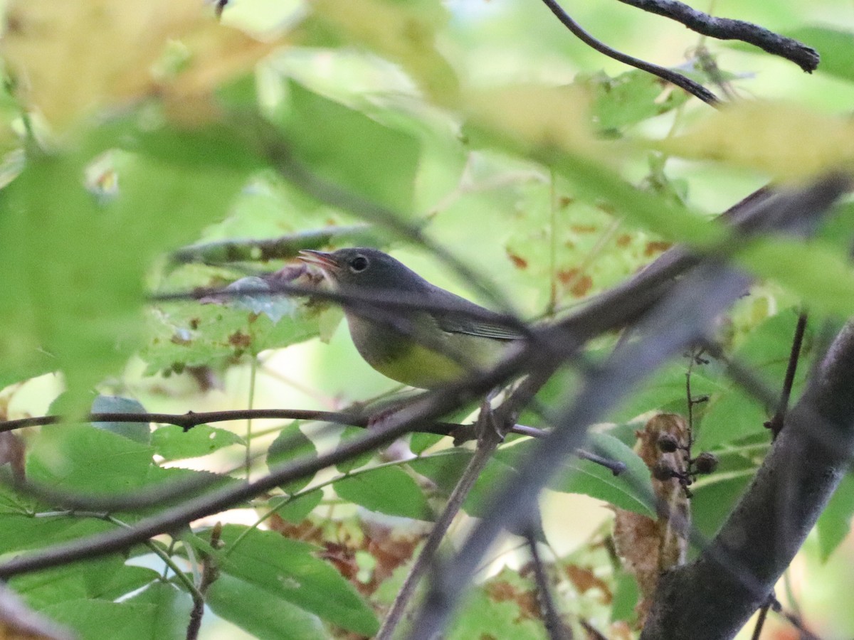 Paruline à gorge grise - ML642043271