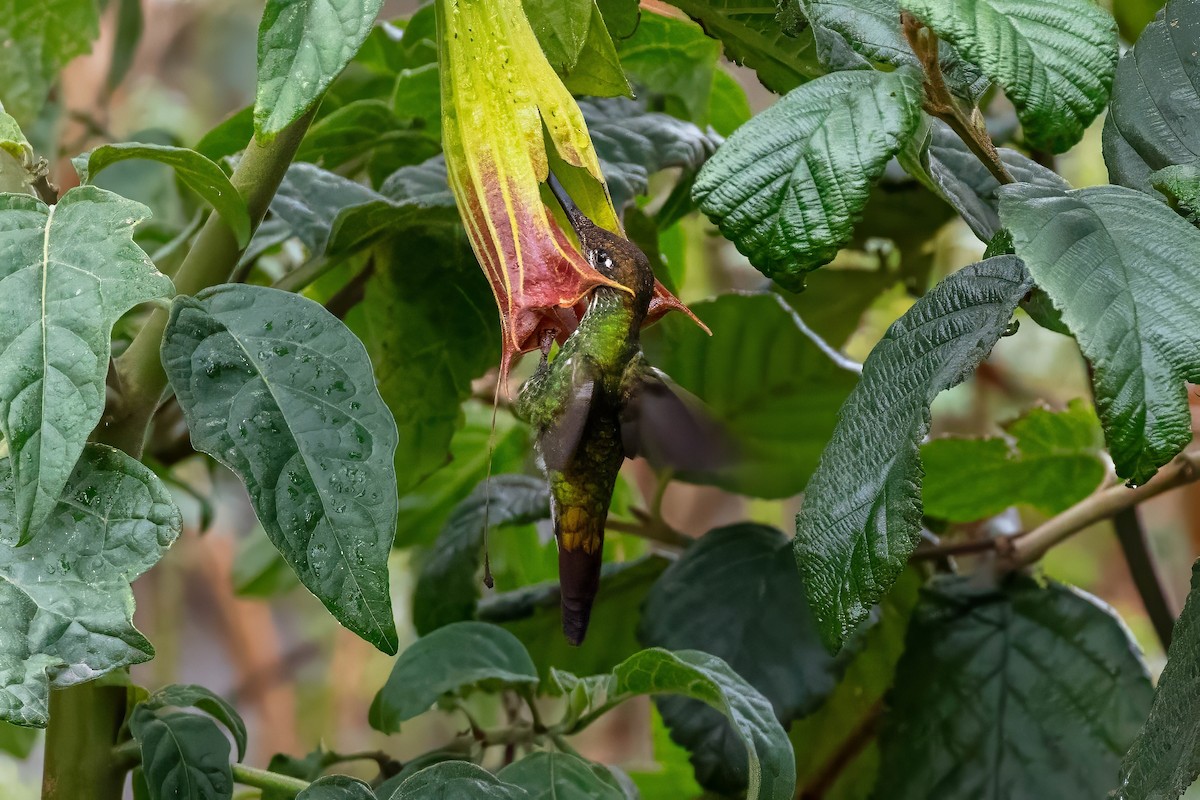 Sword-billed Hummingbird - ML642043272