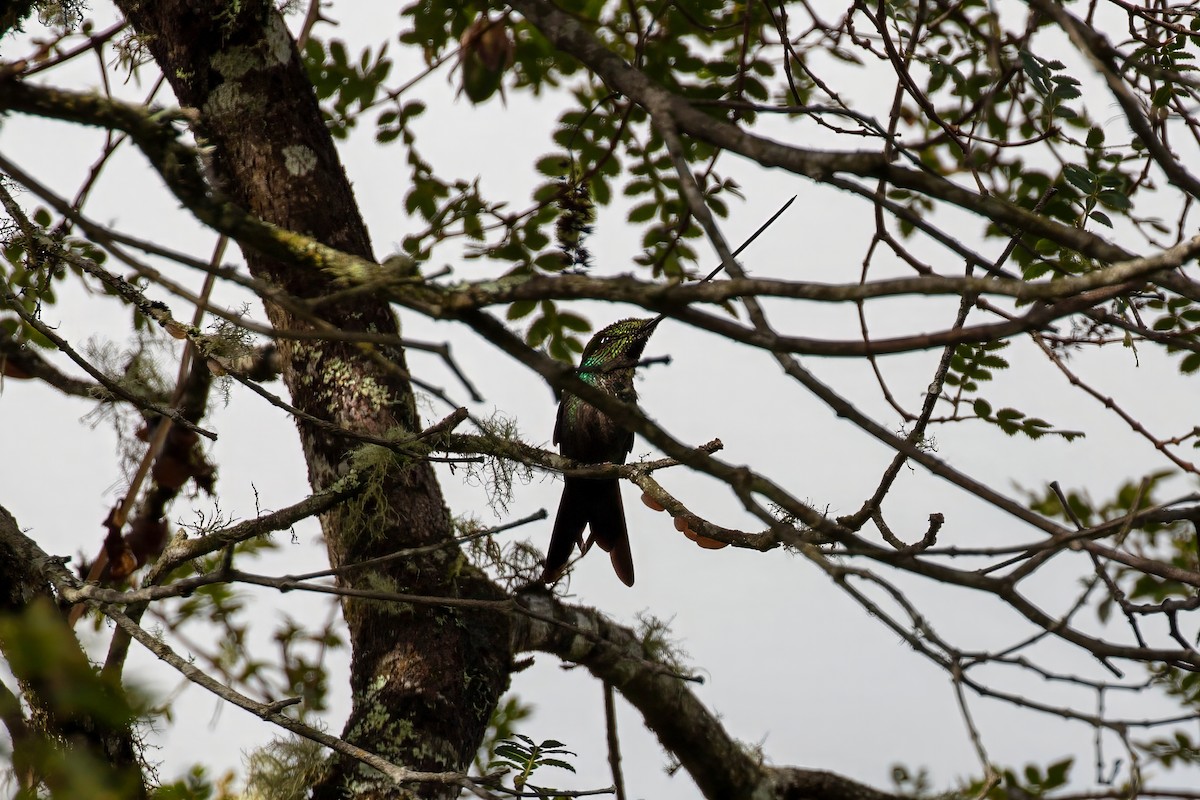 Sword-billed Hummingbird - ML642043273