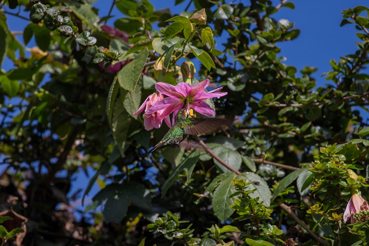 sverdkolibri - ML642043276