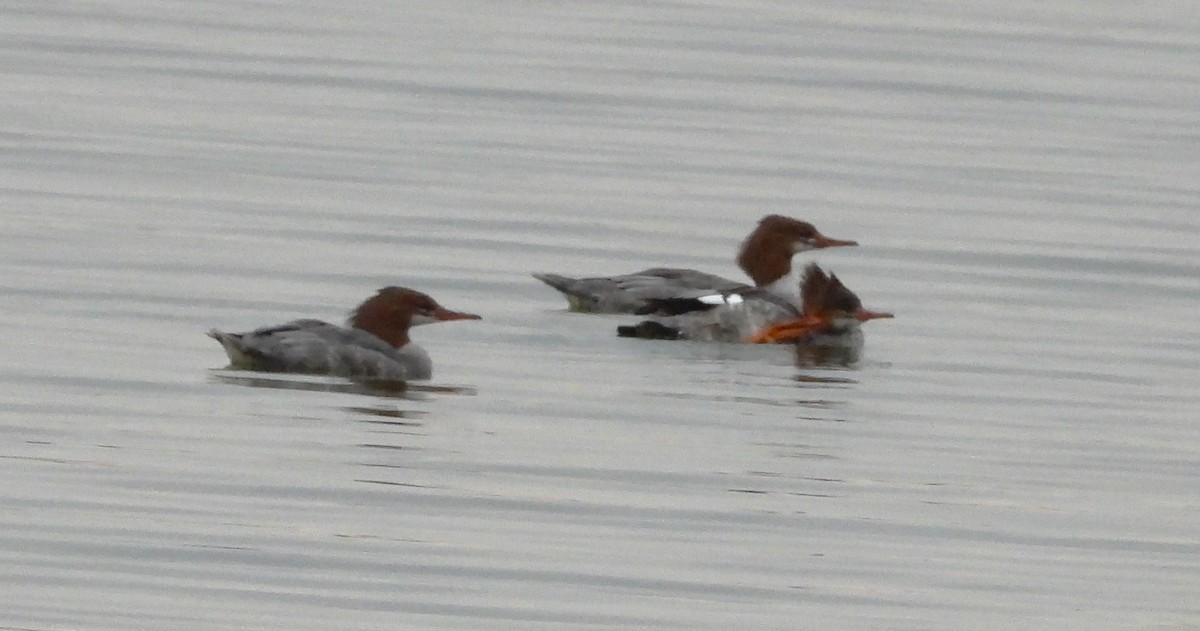 Gänsesäger - ML642043281