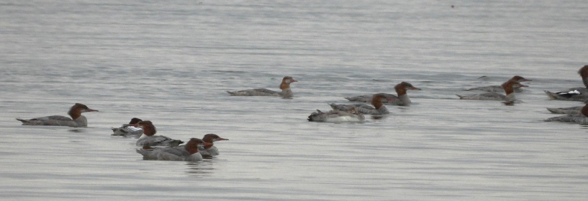 Gänsesäger - ML642043282