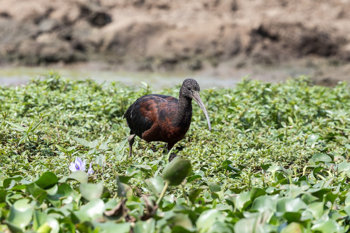 bronseibis - ML642043284