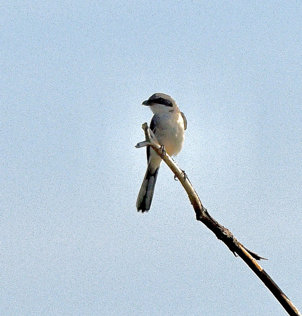 amerikavarsler - ML642043288