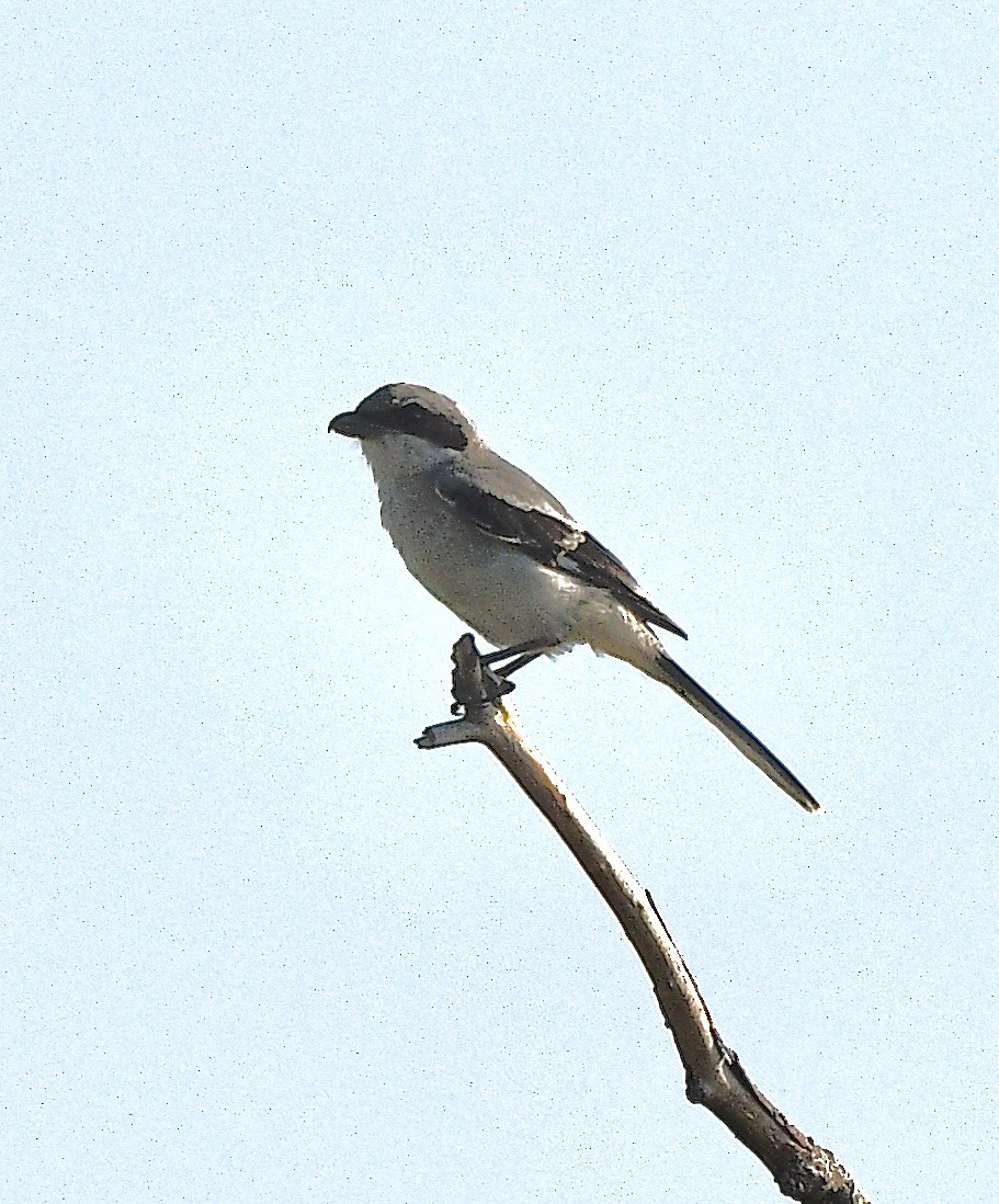 amerikavarsler - ML642043293