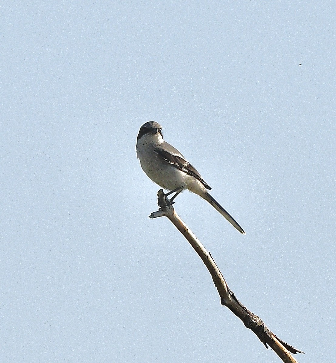 amerikavarsler - ML642043296