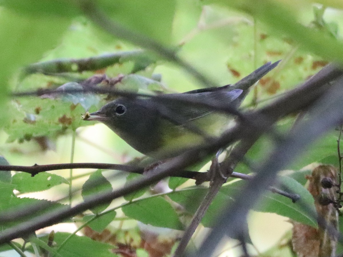Paruline à gorge grise - ML642043297