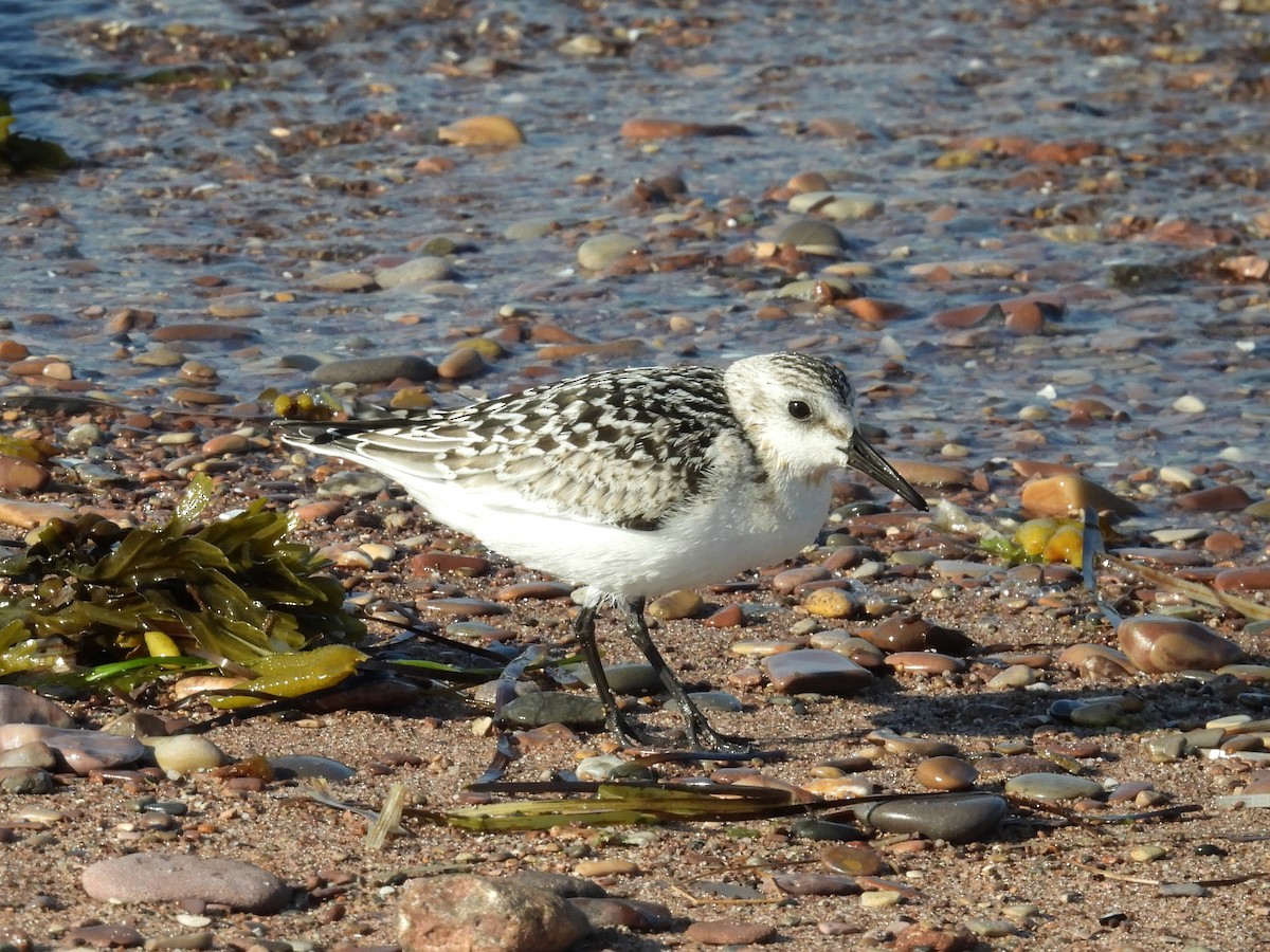 sandløper - ML642043306