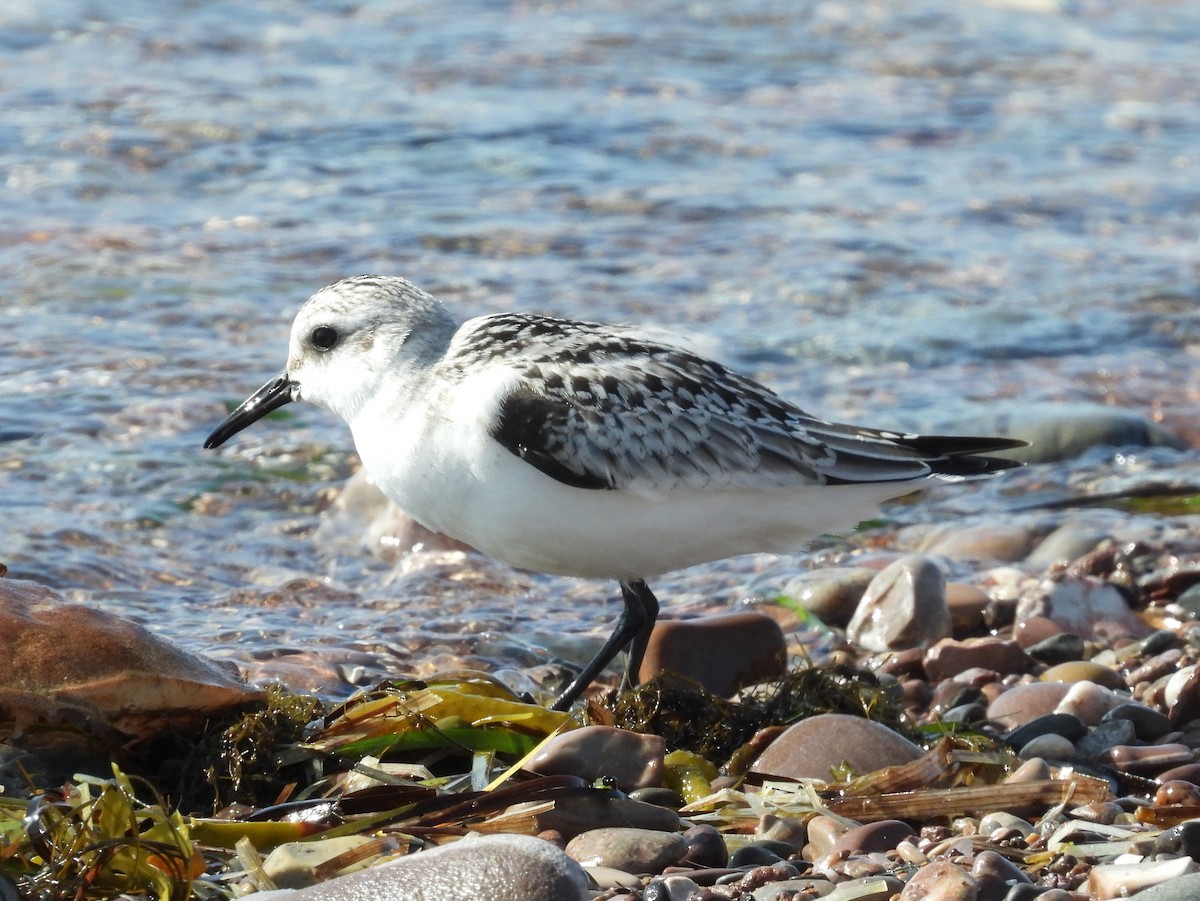 sandløper - ML642043309