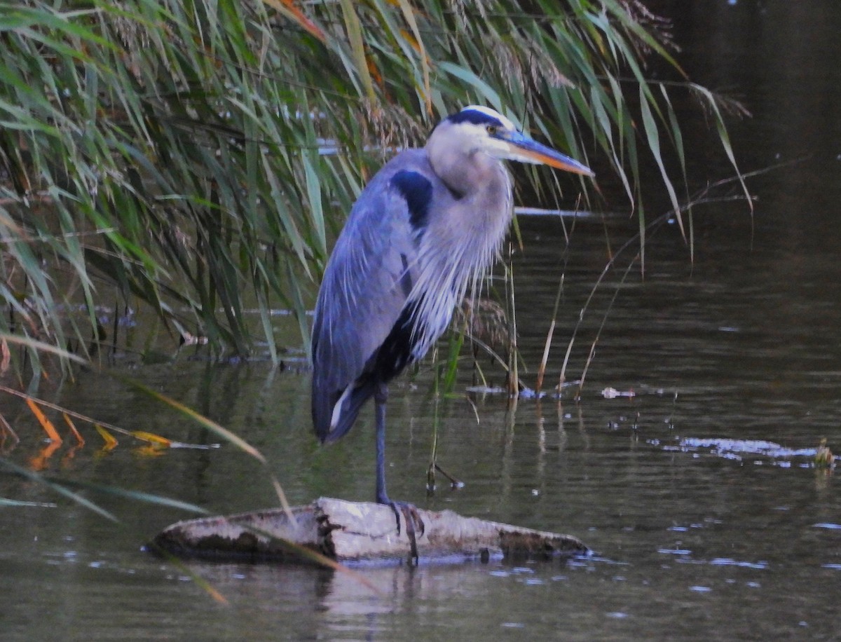 Great Blue Heron - ML642043317