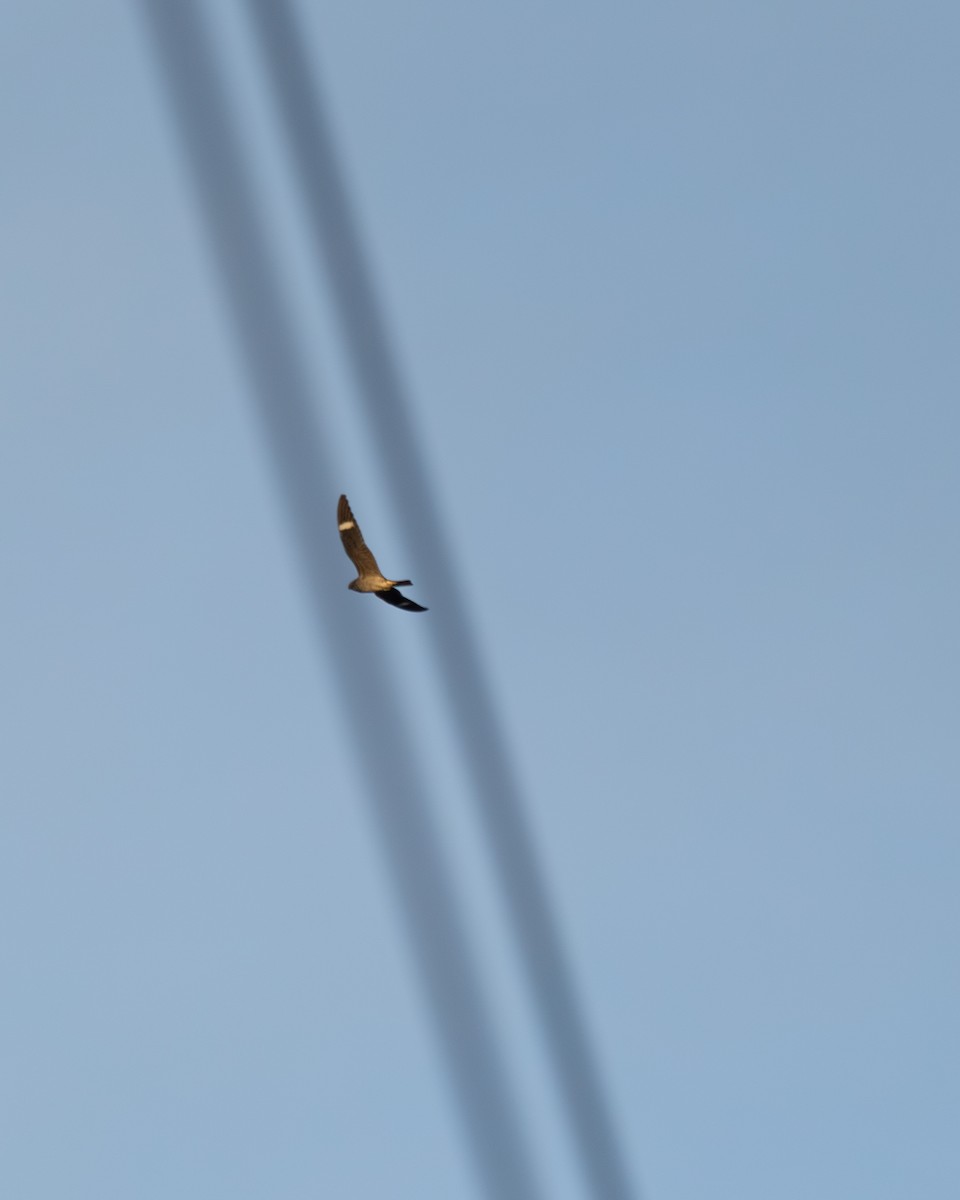 Common Nighthawk - ML642043343