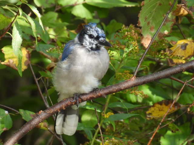 Blue Jay - ML642043344