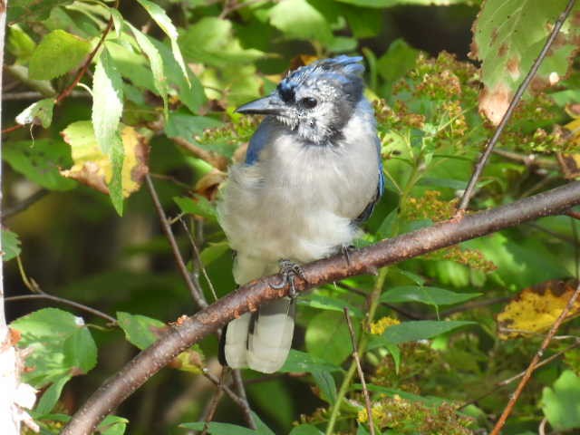 Blue Jay - ML642043345