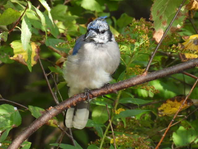 Blue Jay - ML642043346