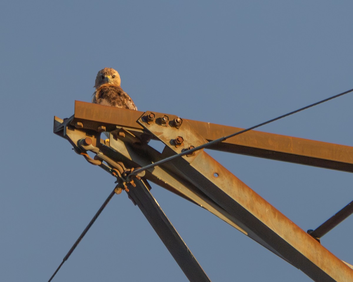 Red-tailed Hawk (borealis) - ML642043351