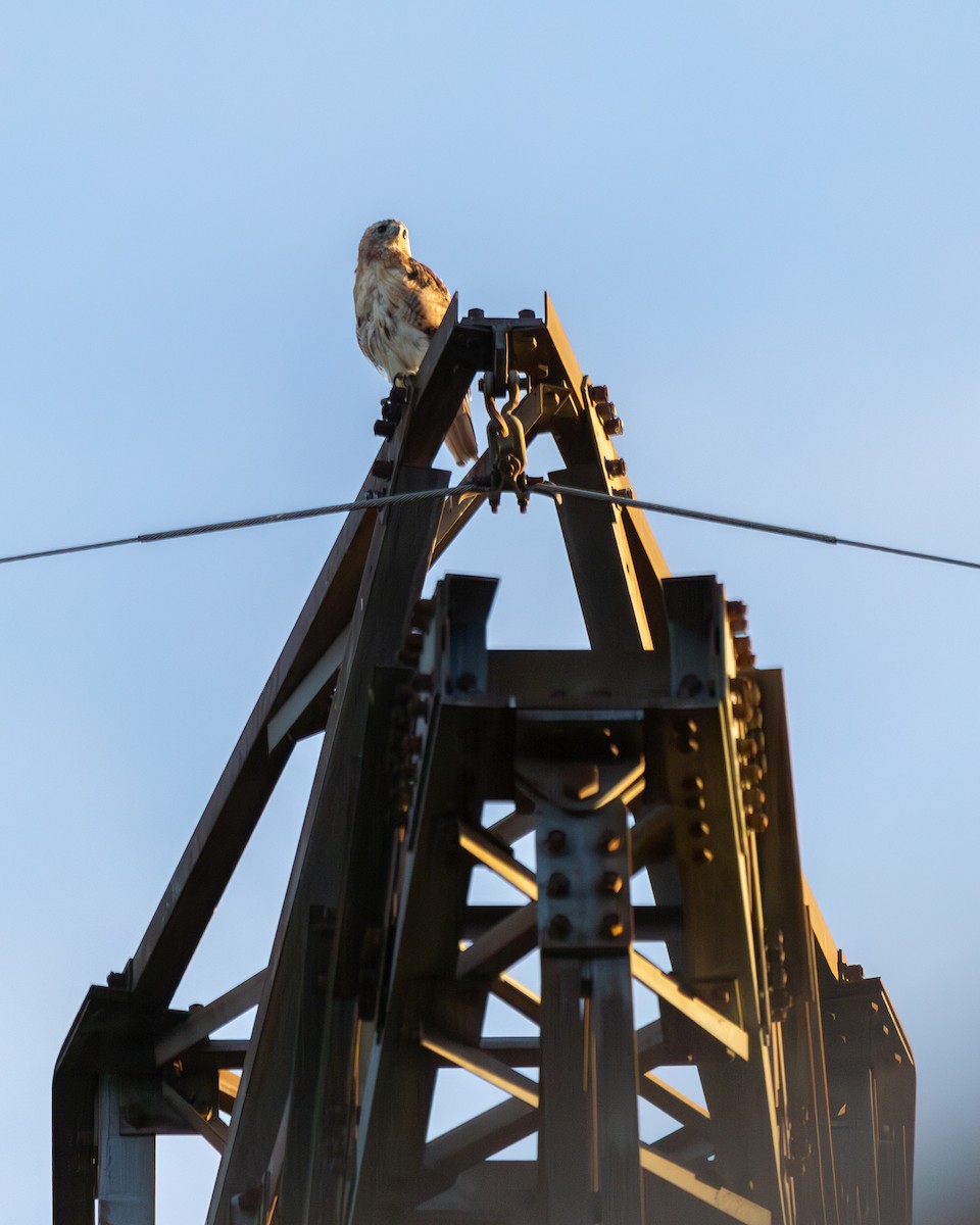 Red-tailed Hawk (borealis) - ML642043352