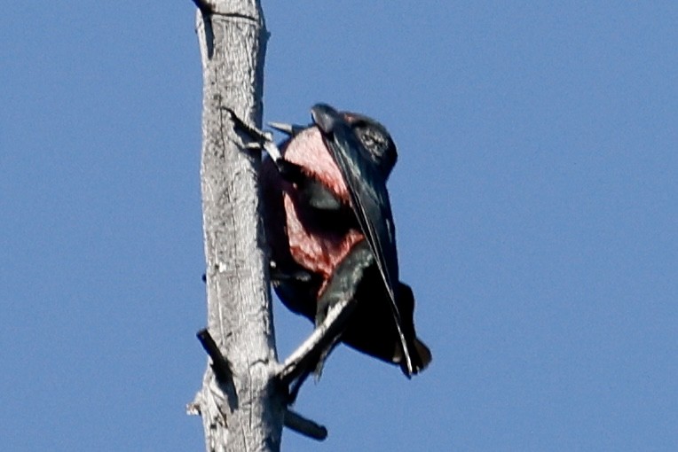 Lewis's Woodpecker - ML642043361