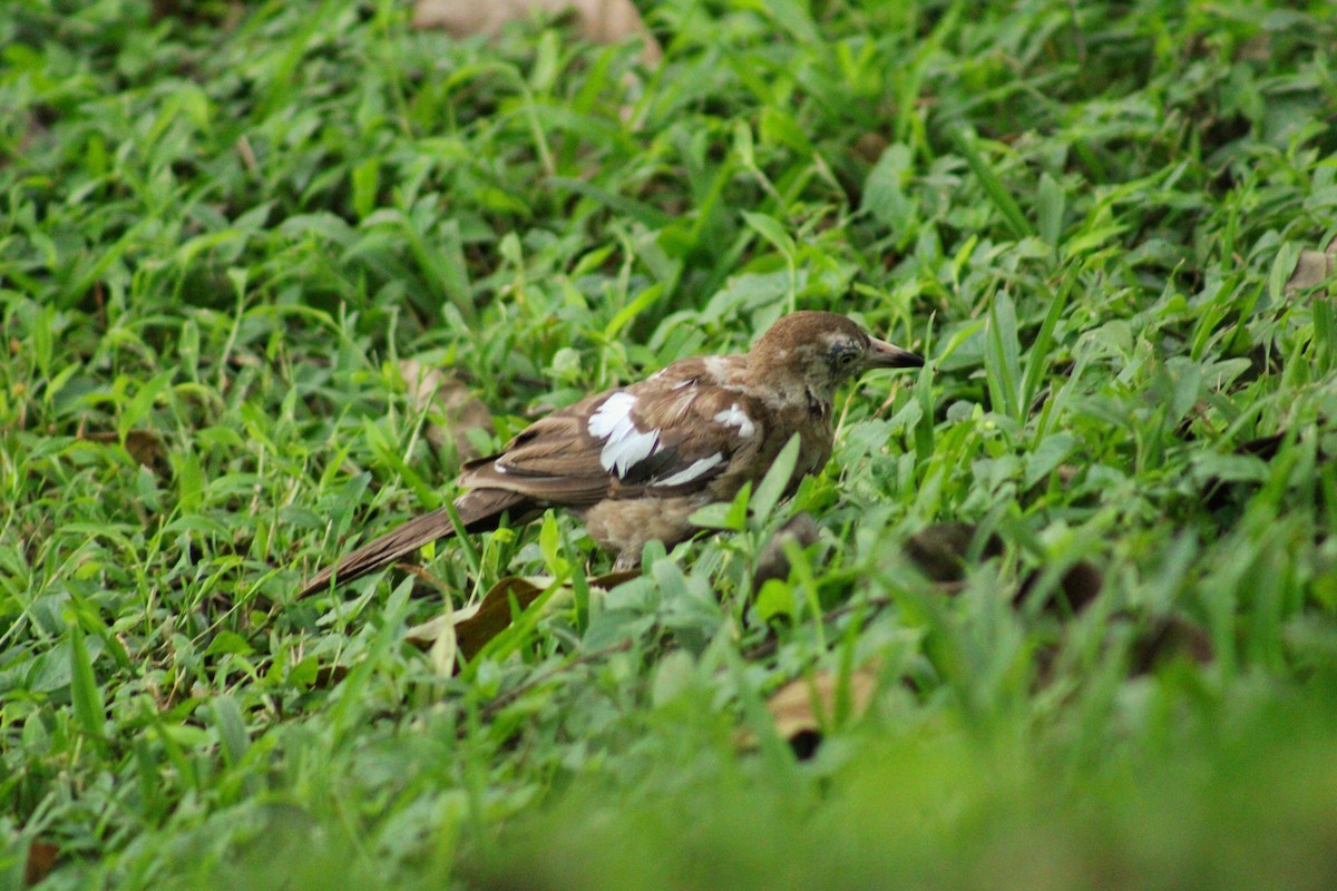 Great-tailed Grackle - ML642043365