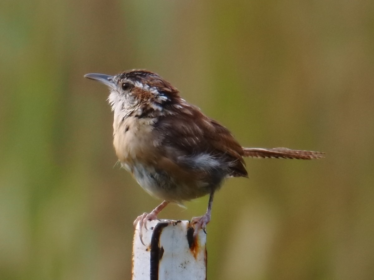 Carolina Wren - ML642043371