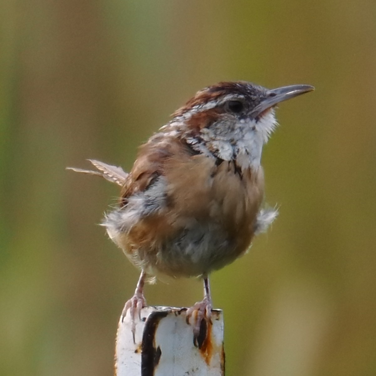 Carolina Wren - ML642043372