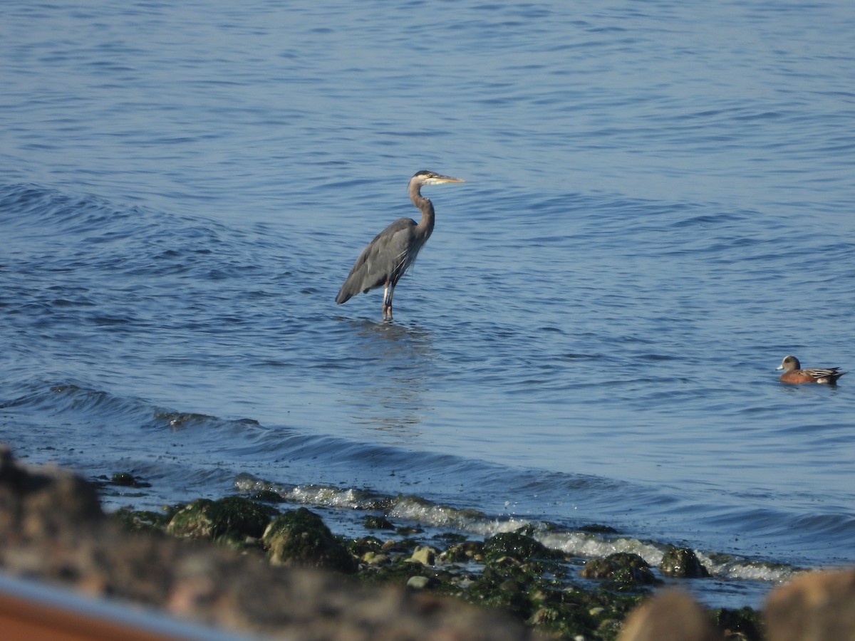 Great Blue Heron - ML642043378