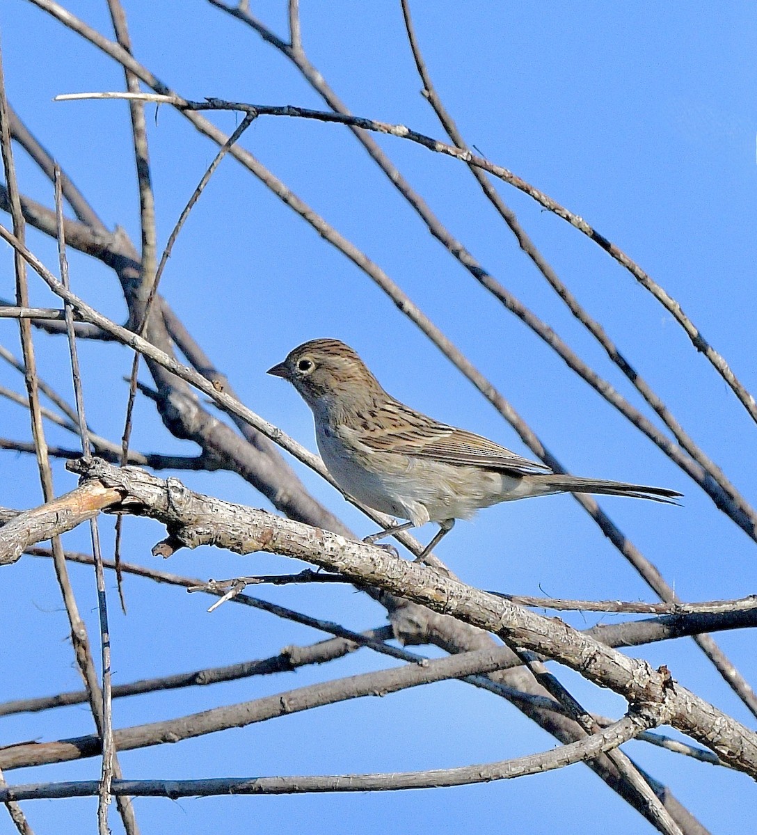 Brewer's Sparrow - ML642043386