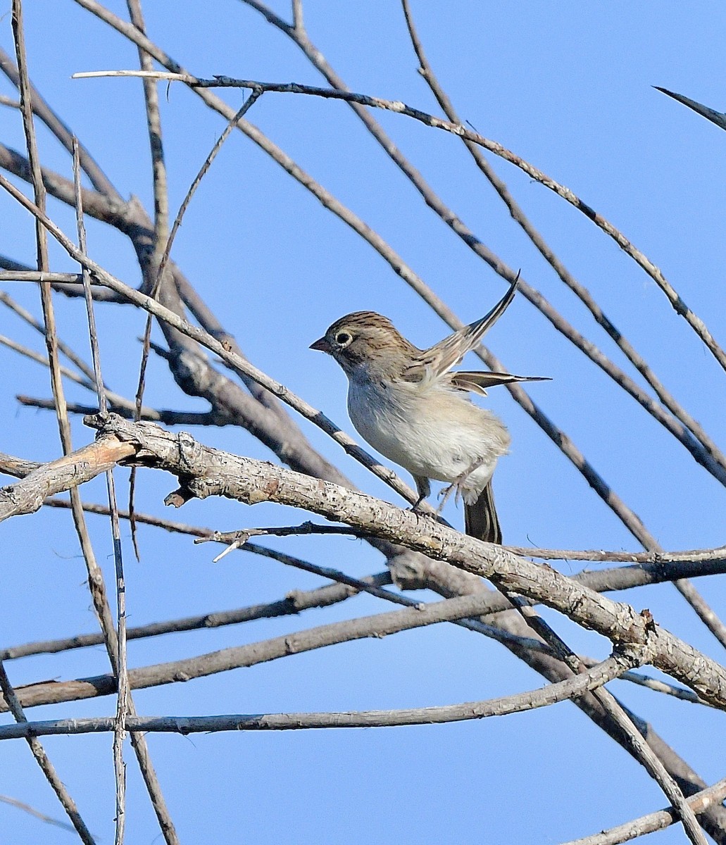 Brewer's Sparrow - ML642043387