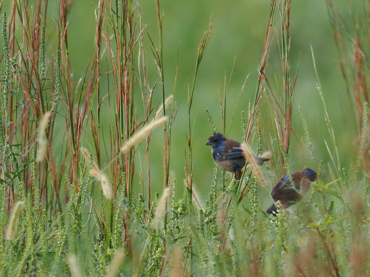 Indigo Bunting - ML642043388