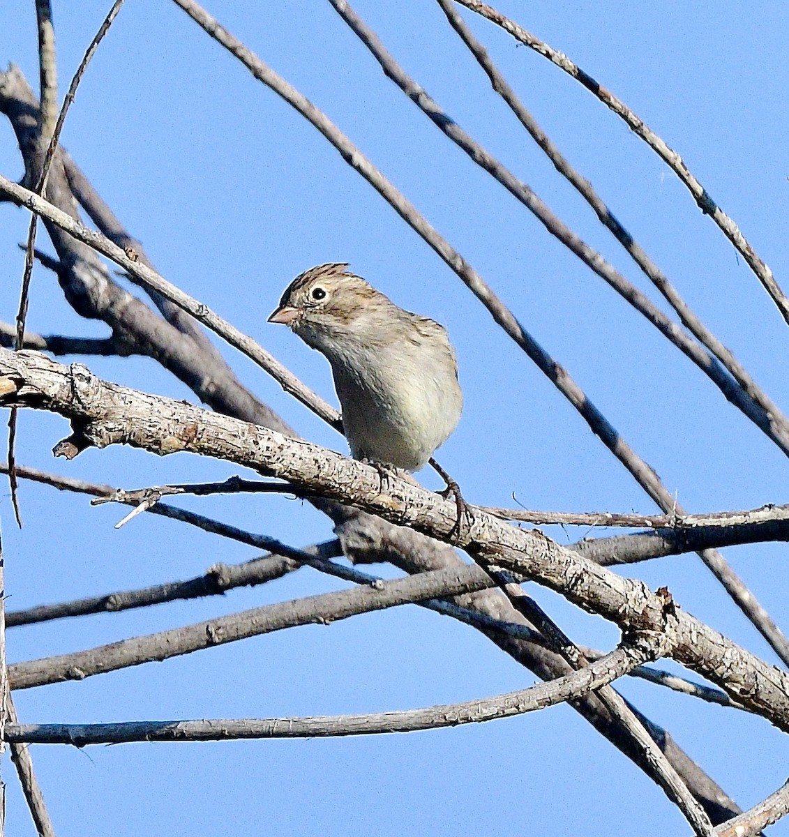 Brewer's Sparrow - ML642043391