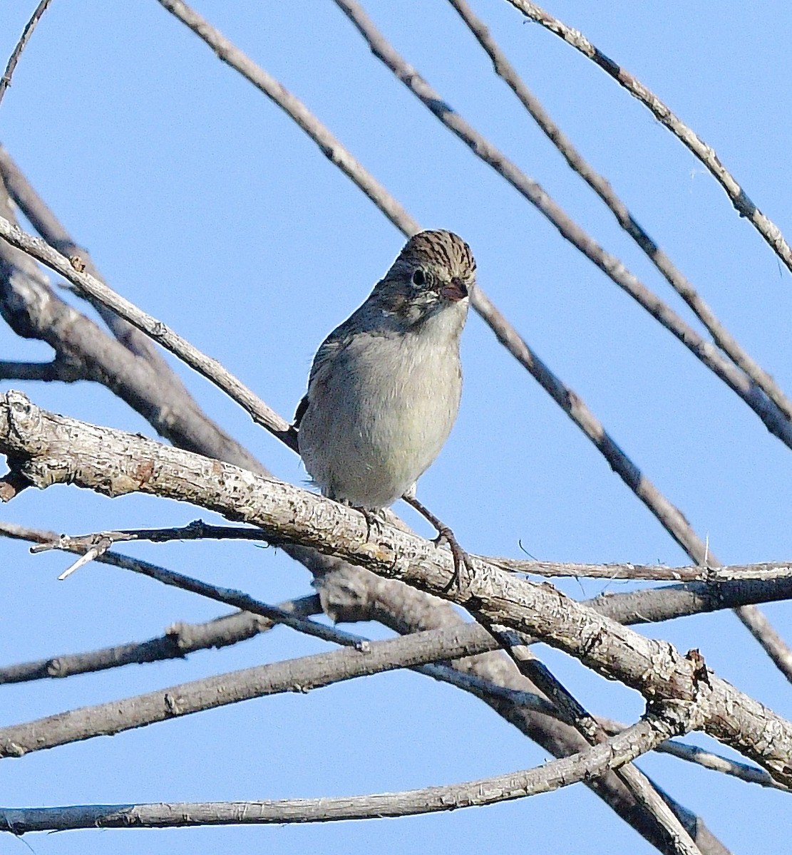 Brewer's Sparrow - ML642043392