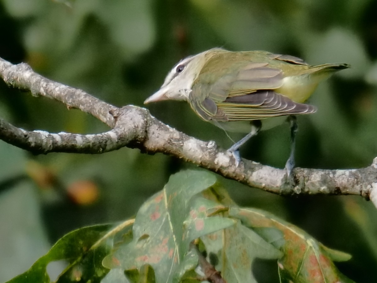 Red-eyed Vireo - ML642043420