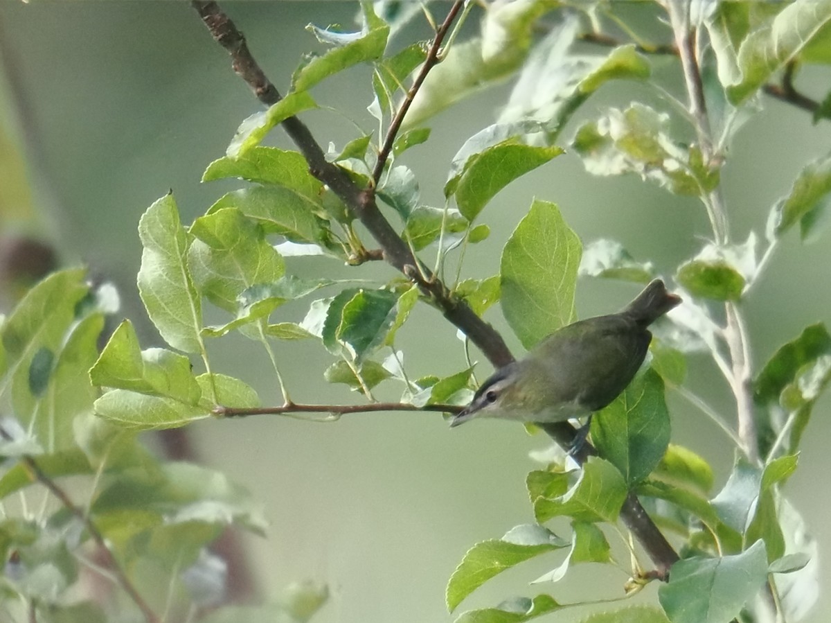 Red-eyed Vireo - ML642043421