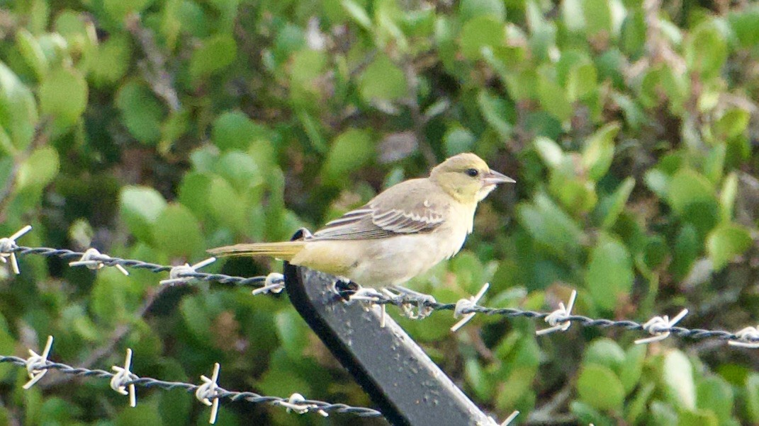 Turpial de Bullock - ML642043426
