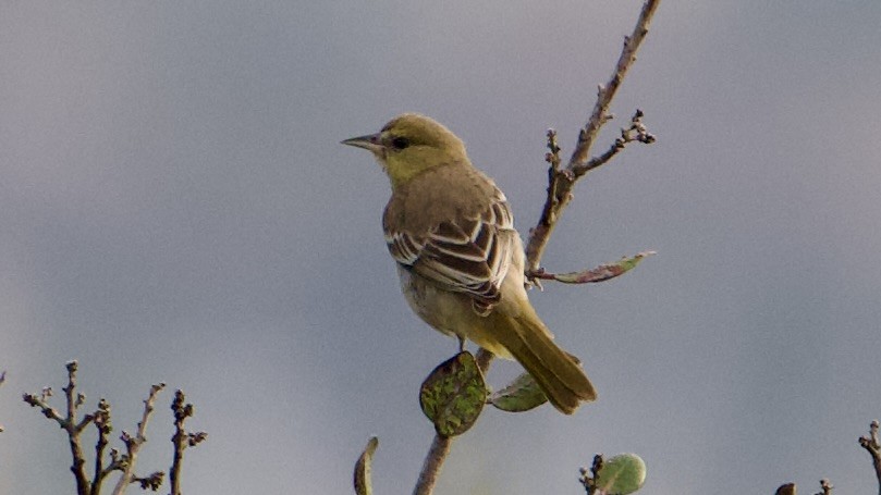 Turpial de Bullock - ML642043434