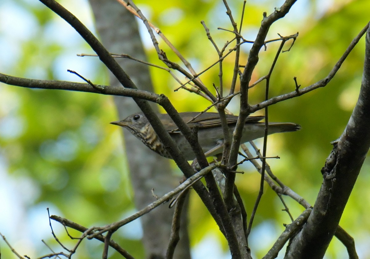 Grauwangen-Musendrossel - ML642043436