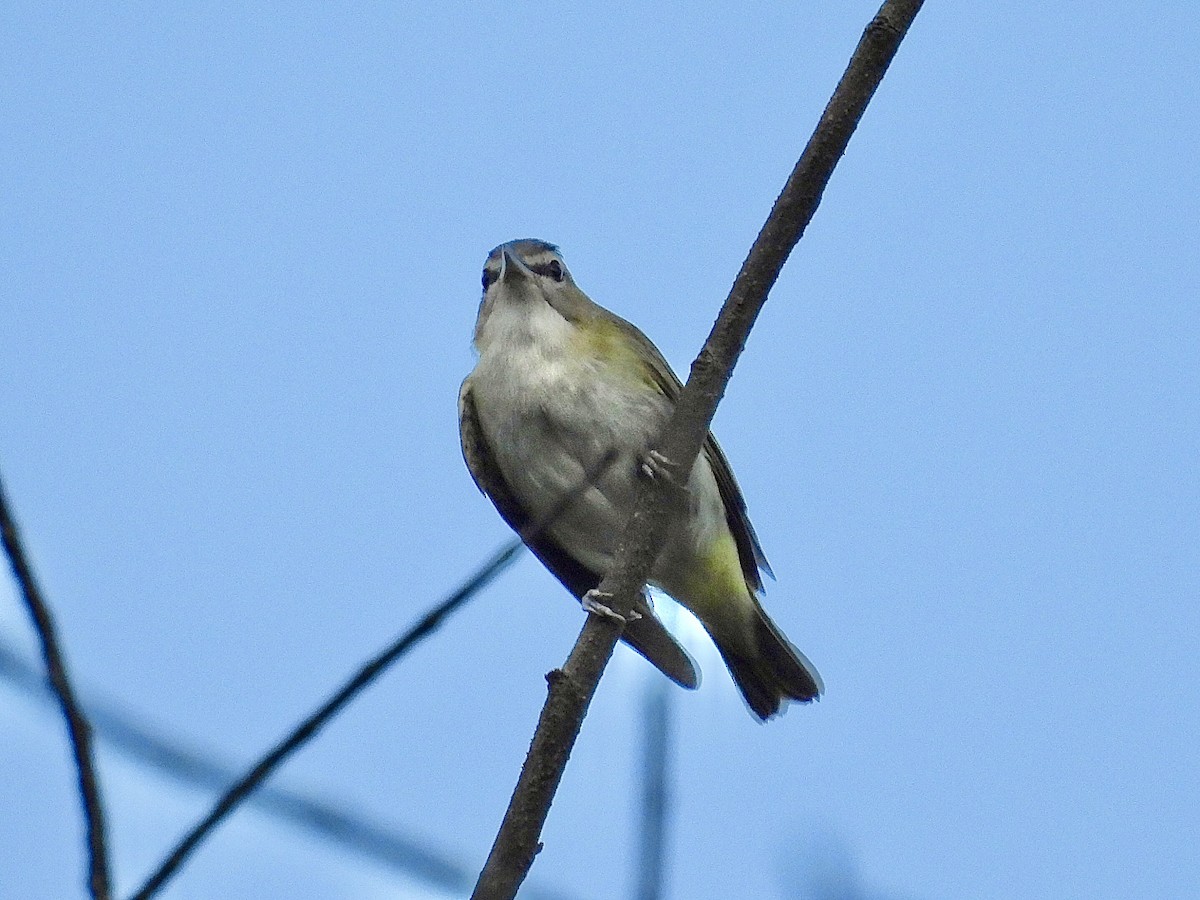 Red-eyed Vireo - ML642043466