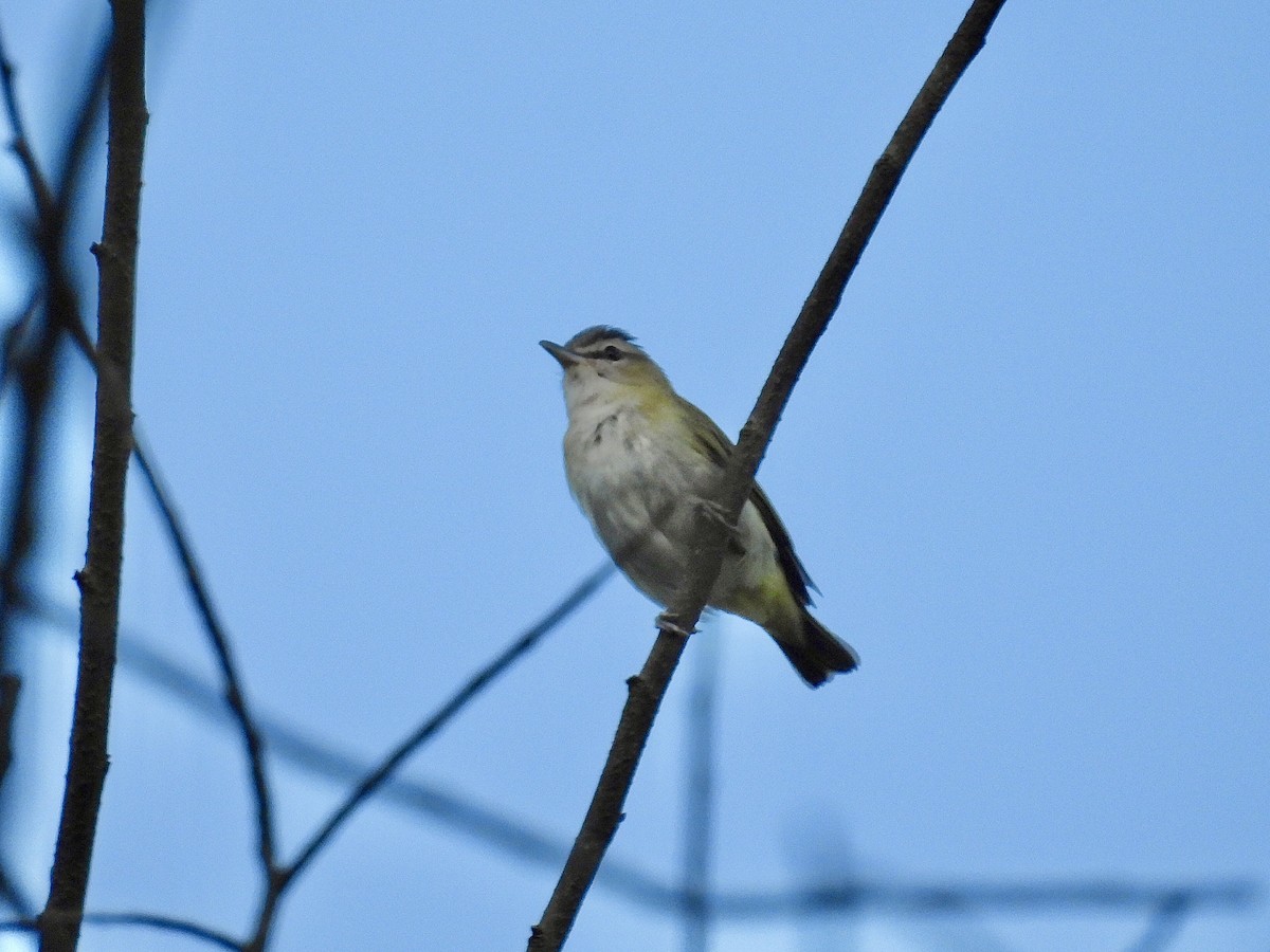 Red-eyed Vireo - ML642043467