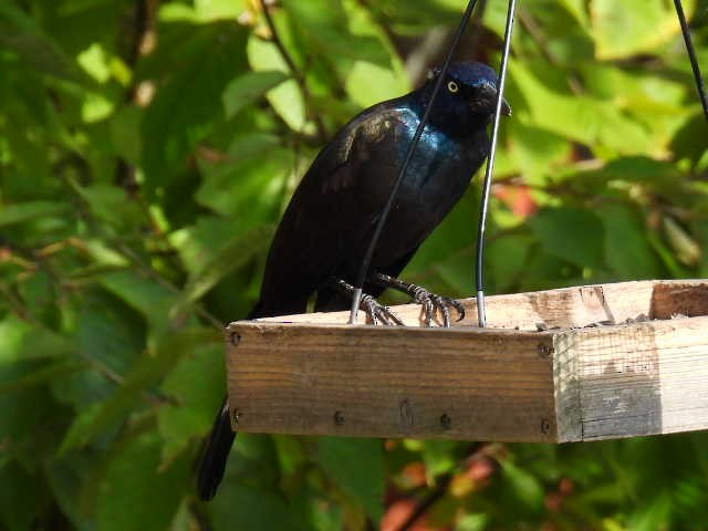 Common Grackle - ML642043468