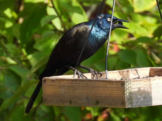 Common Grackle - ML642043469