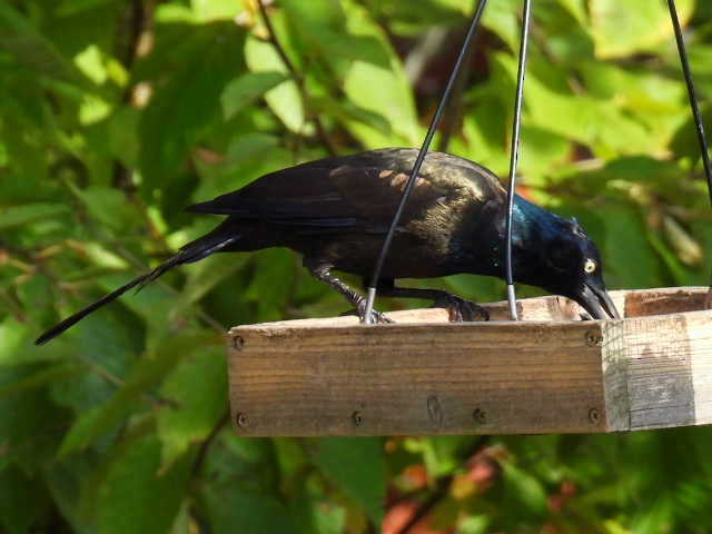 Common Grackle - ML642043470