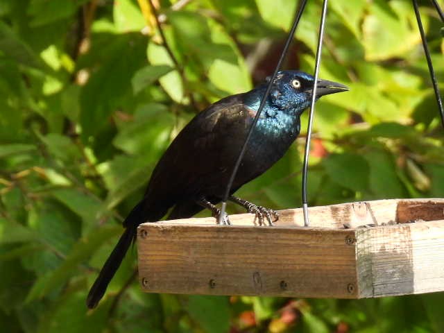 Common Grackle - ML642043471