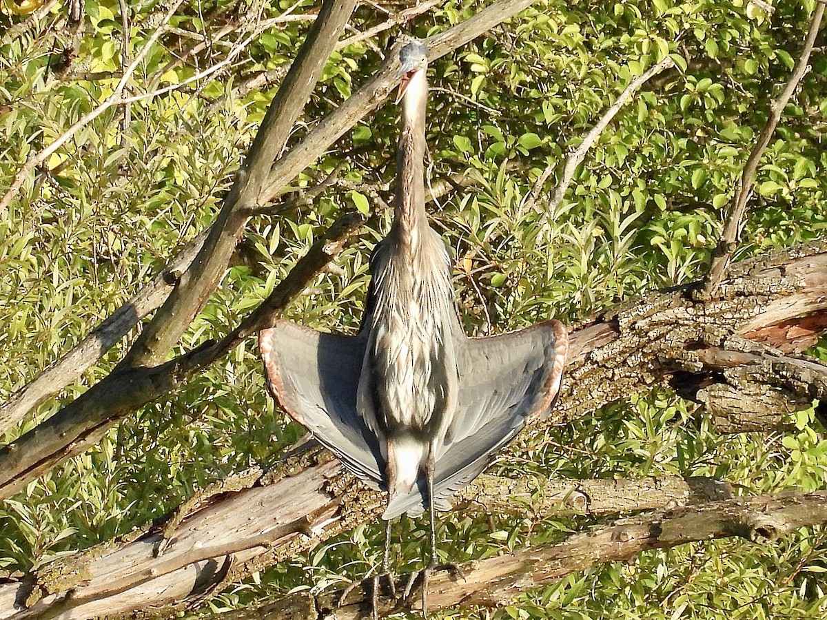 Great Blue Heron - ML642043474