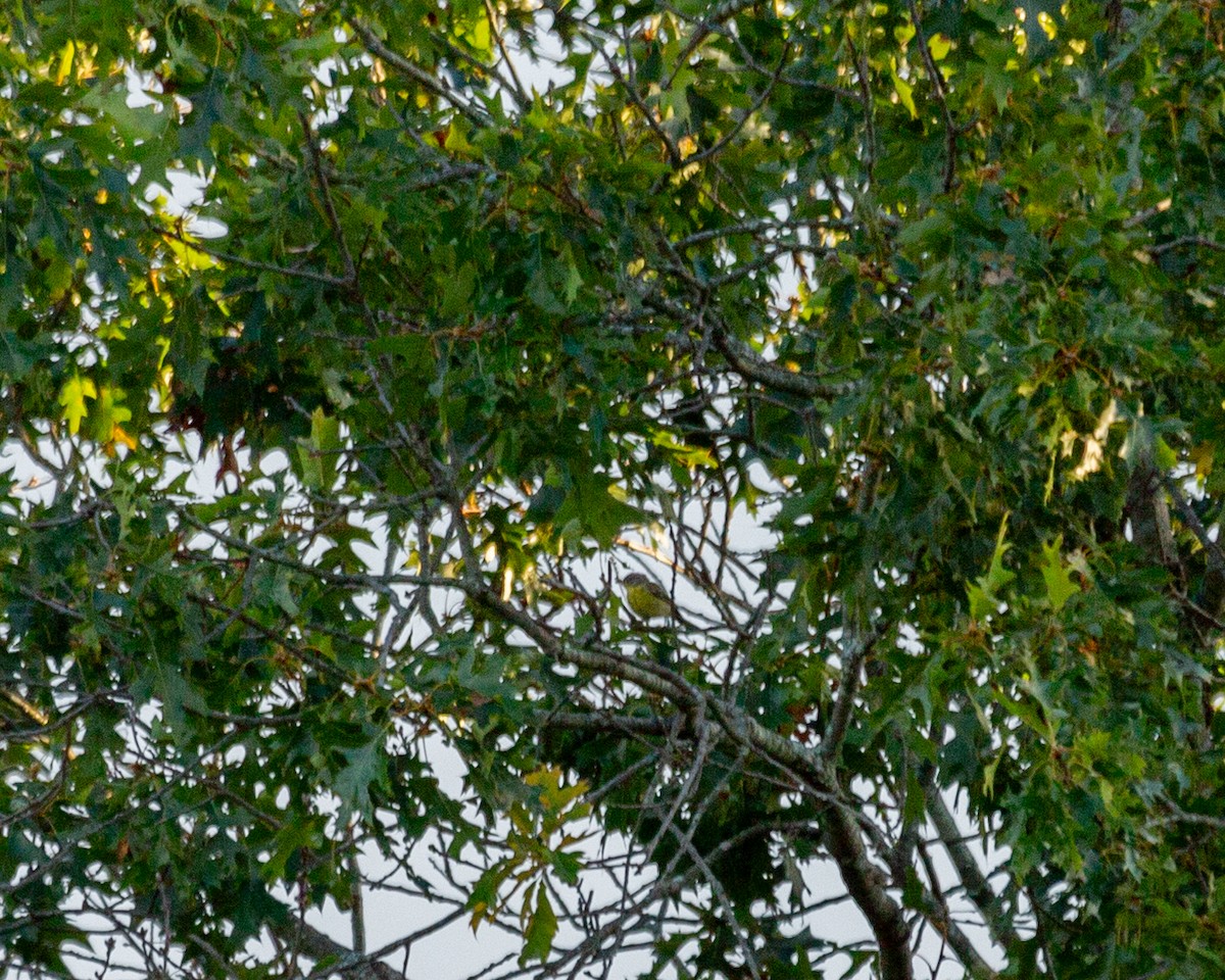 Nashville Warbler - ML642043475